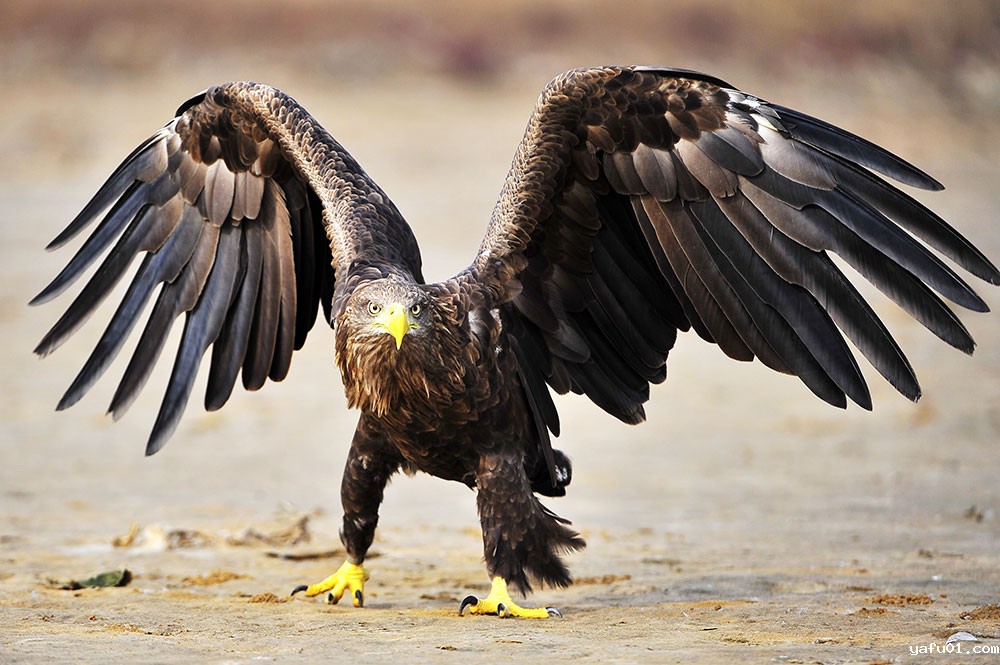 柴江辉-白尾海鵰