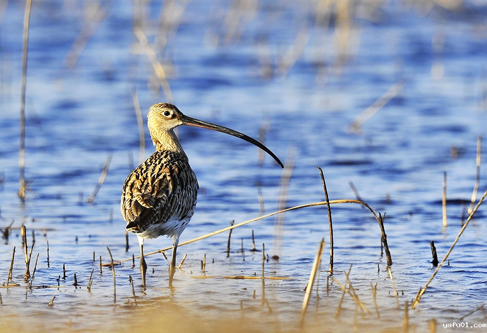 柴江辉-白腰杓鹬