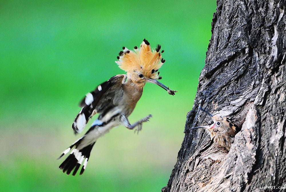 柴江辉-戴胜育雏