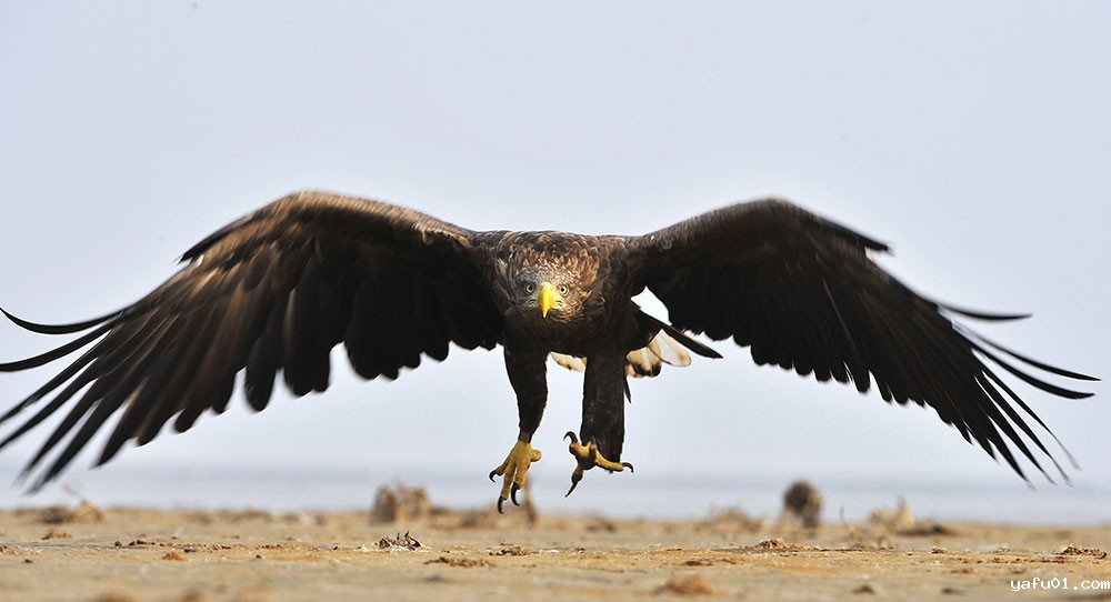 柴江辉-猛禽过江