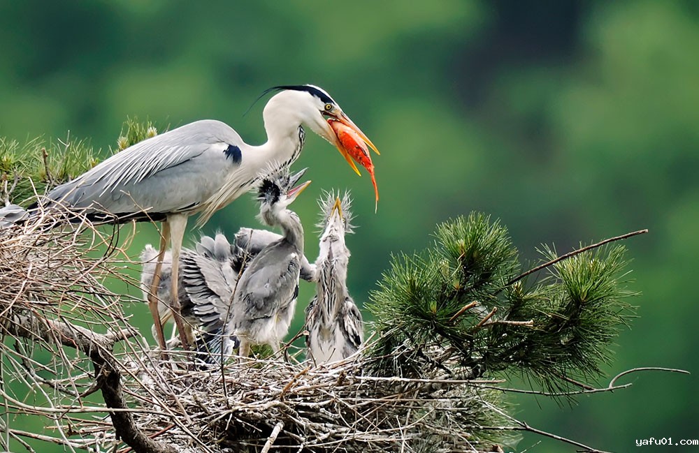 柴江辉-小鸟的大餐-苍鹭