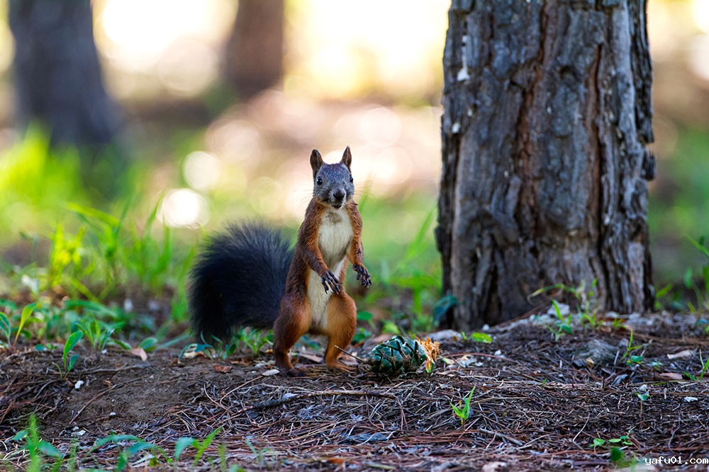 站立的松鼠-张明