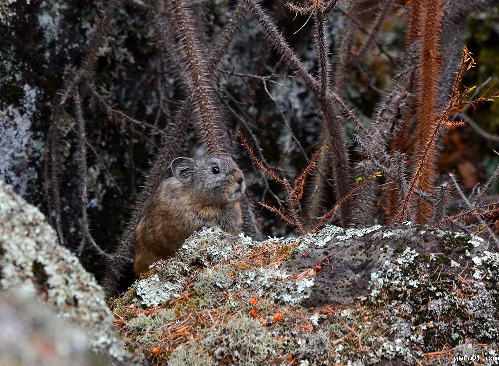 玄武岩中的精灵-宋继勇