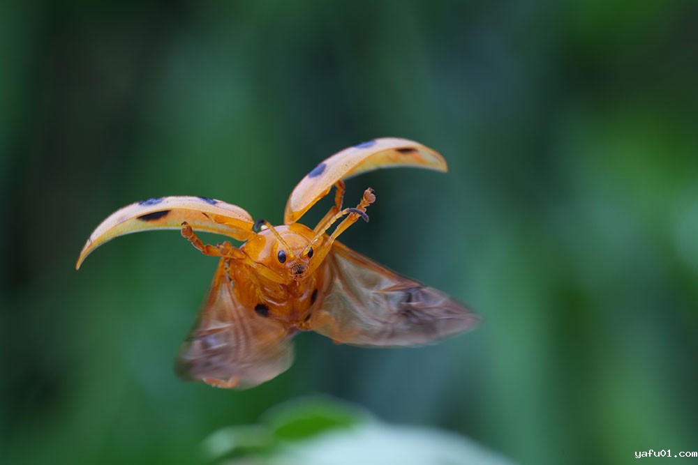 扑面而来-黄俊球