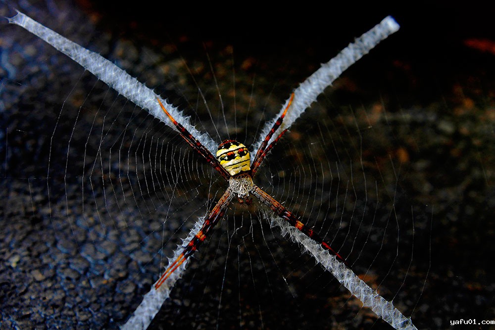 耳听八方-张建中