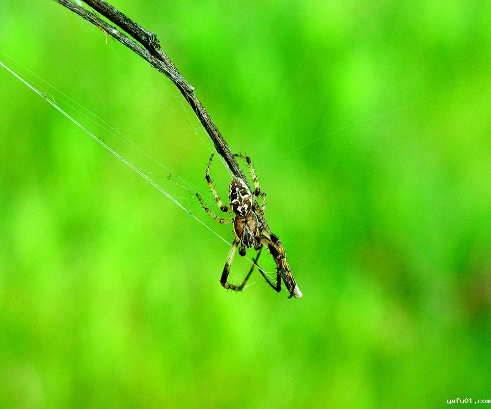 郭建民-组照-蜘蛛2
