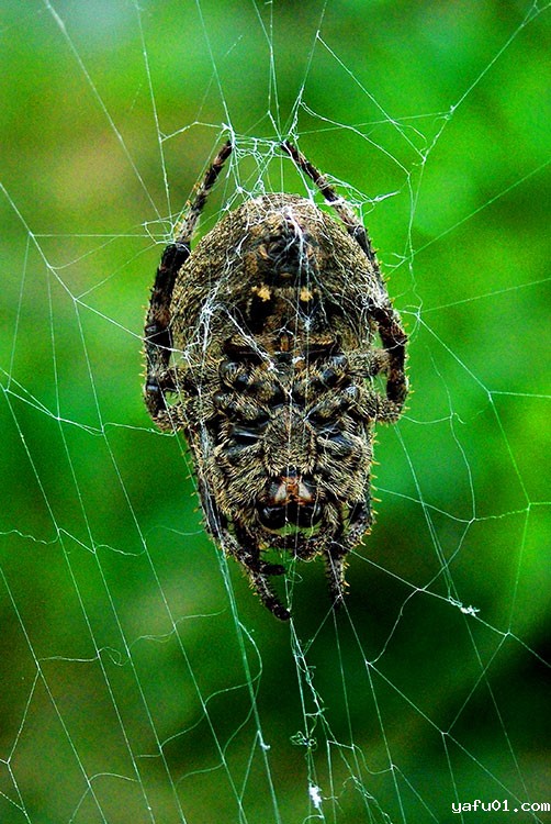 郭建民-组照-蜘蛛3