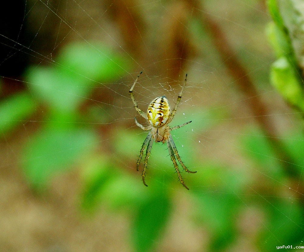 郭建民-组照-蜘蛛4