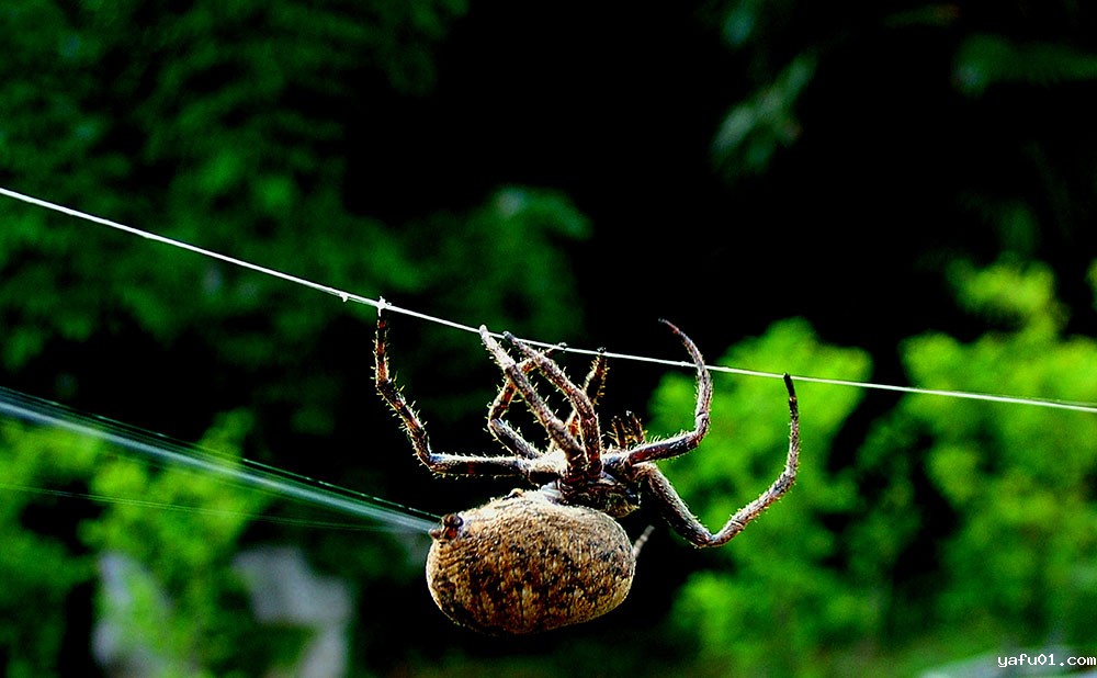 郭建民-组照-蜘蛛6
