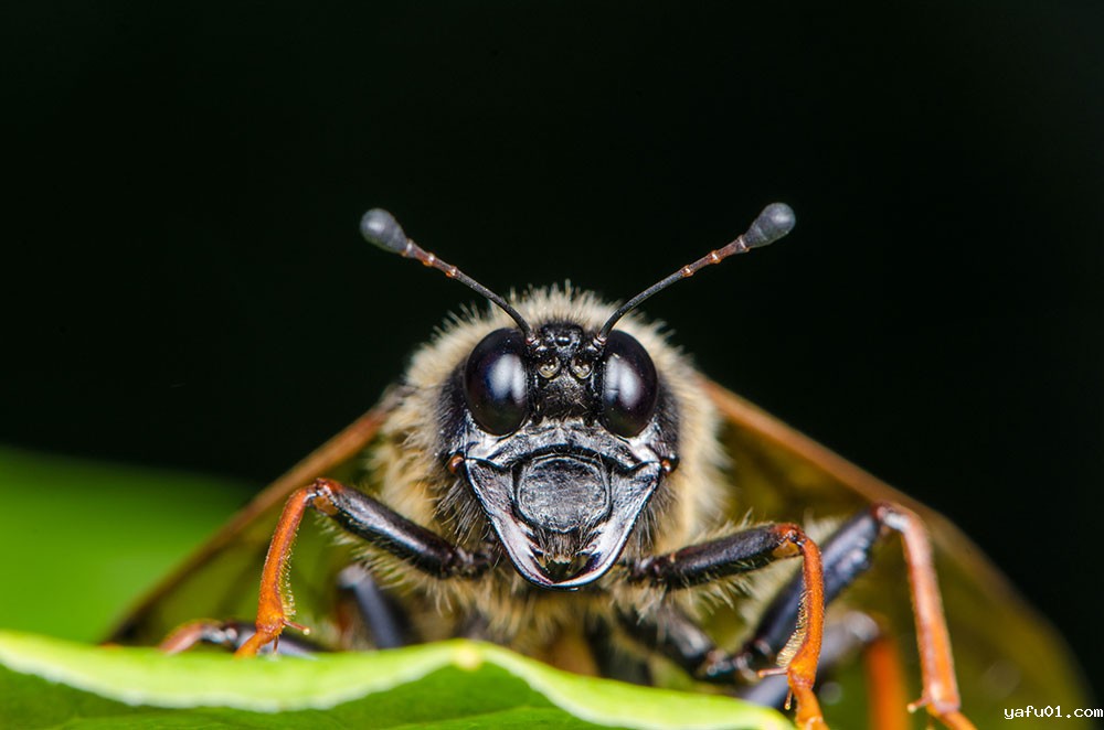 王吉申-锤角叶蜂