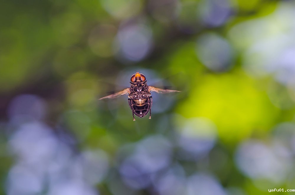 王吉申-飞行的食蚜蝇