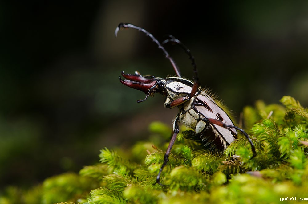 王吉申-鹿角花金龟