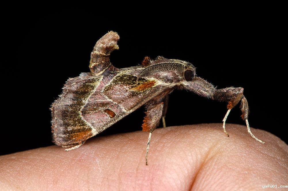 王吉申-柞褐野螟