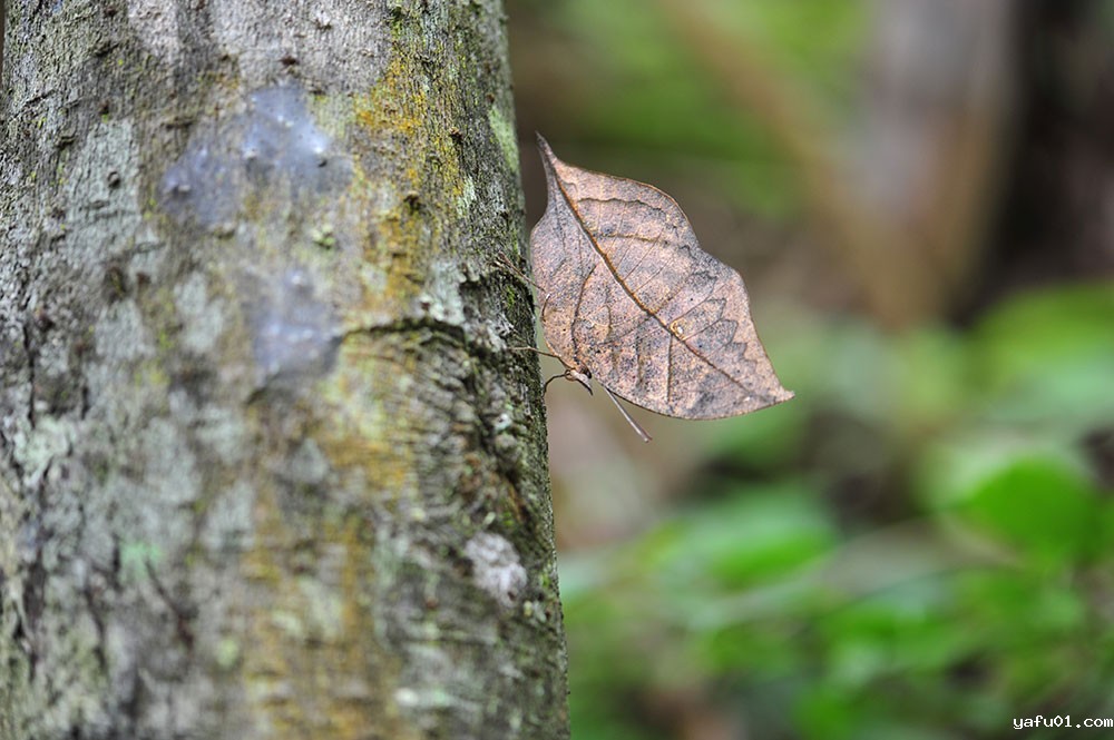 杨保纲-枯叶蝶组图1