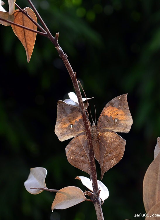 杨保纲-枯叶蝶组图2