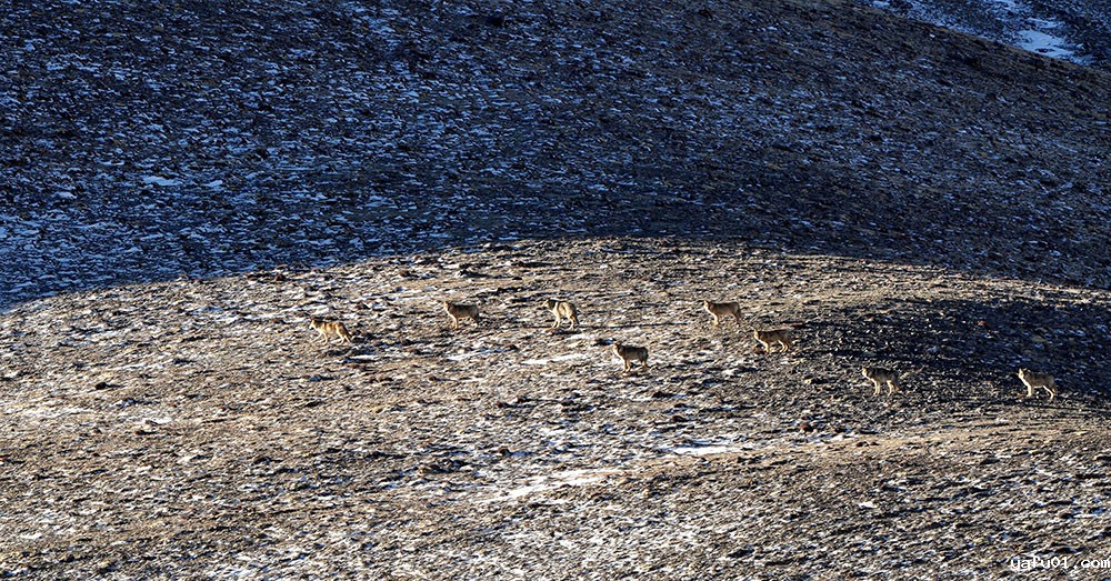 达布西力特-《八兄弟 --狼》