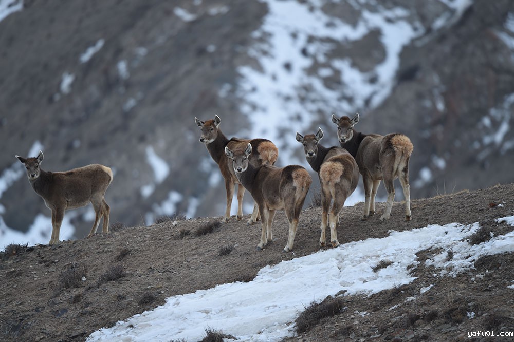达布西力特-白唇鹿