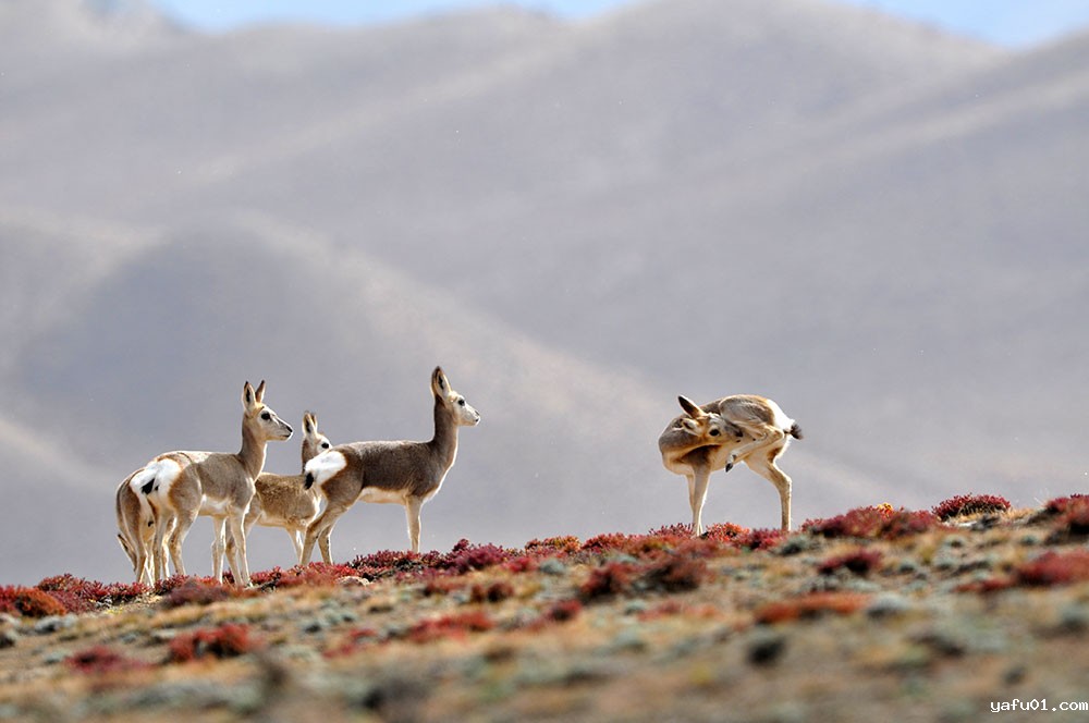 达布西力特-藏原羚