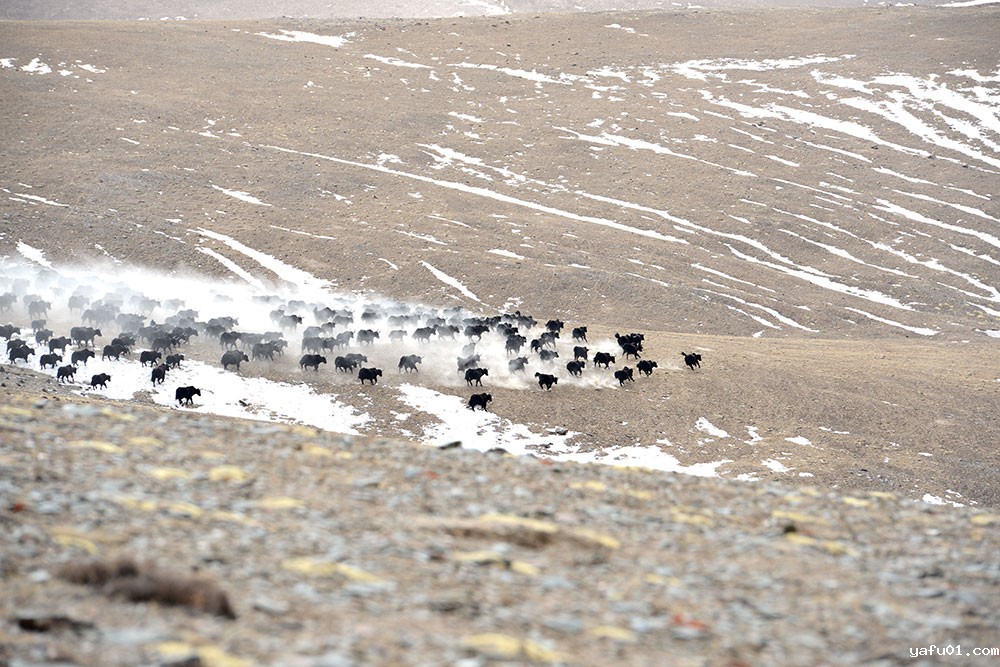 达布希力特——势不可挡