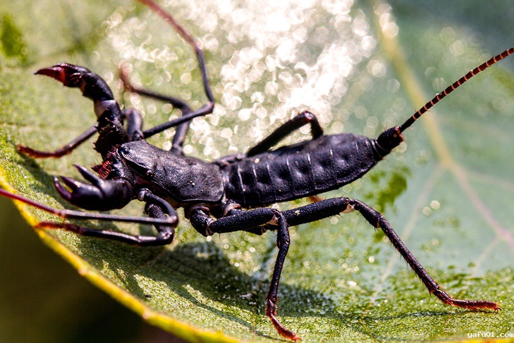 张光照-鞭尾蝎1