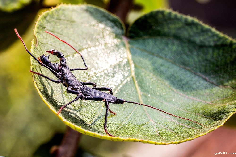 张光照-鞭尾蝎2