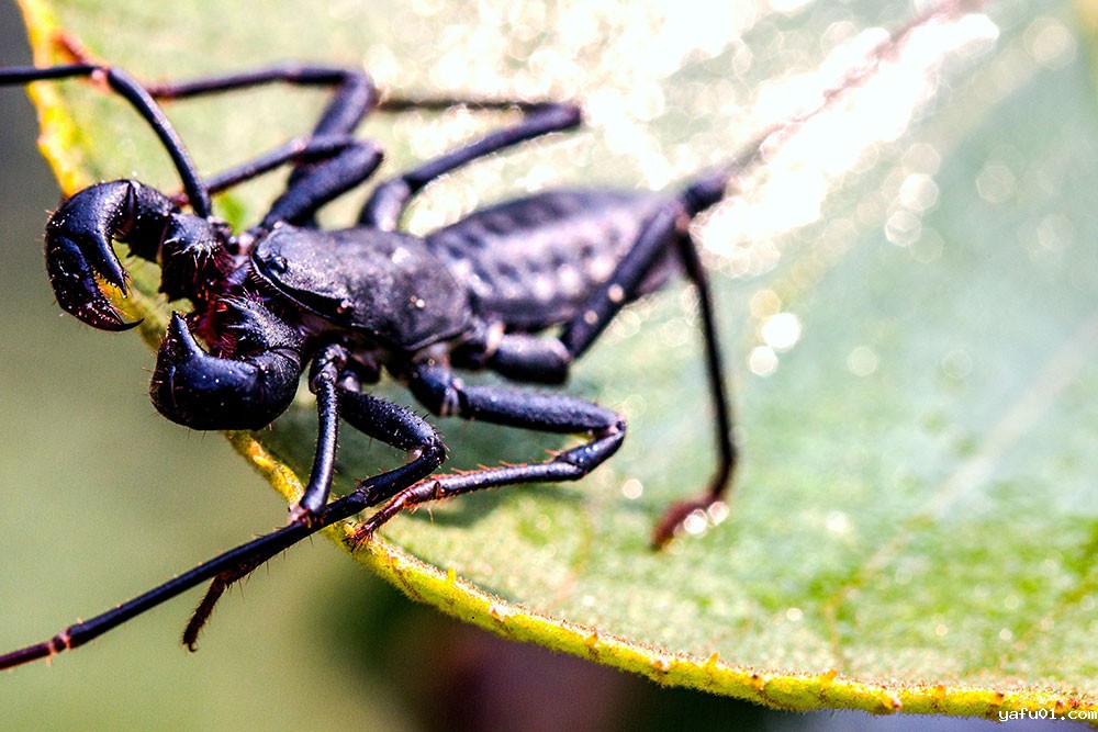 张光照-鞭尾蝎3