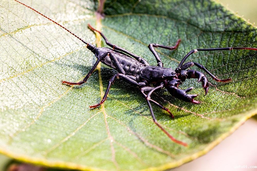 张光照-鞭尾蝎4