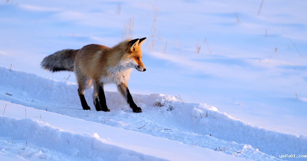 张岩-雪地猎鼠（赤狐）1