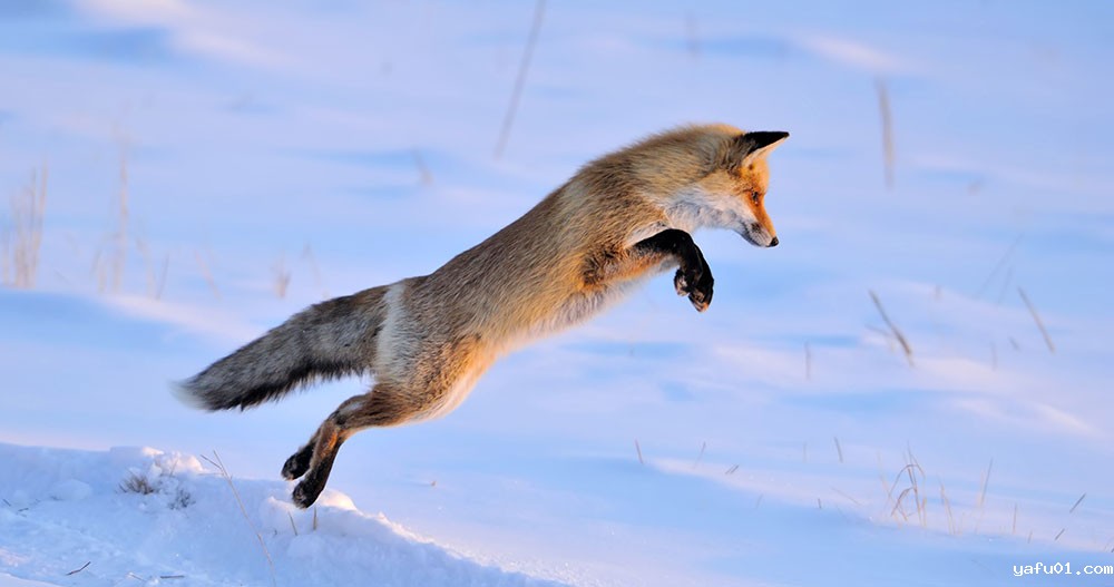 张岩-雪地猎鼠（赤狐）2