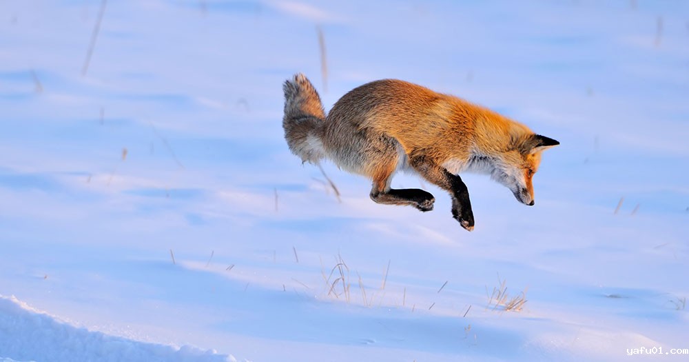 张岩-雪地猎鼠（赤狐）3