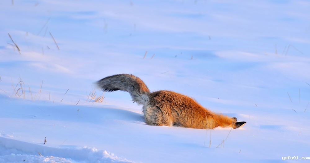 张岩-雪地猎鼠（赤狐）4
