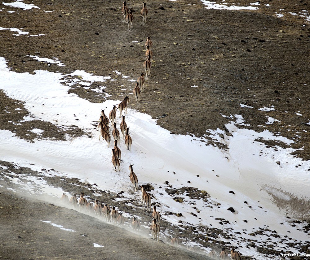 蔡德全-《背影-藏野驴》