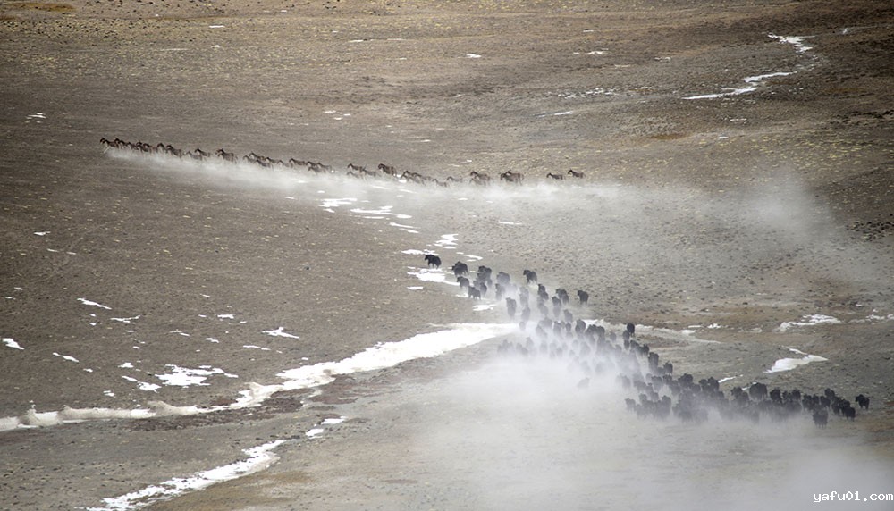 蔡德全-《相遇-野牦牛.藏野驴》