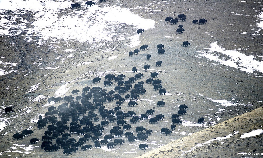 蔡德全-《野牦牛群》