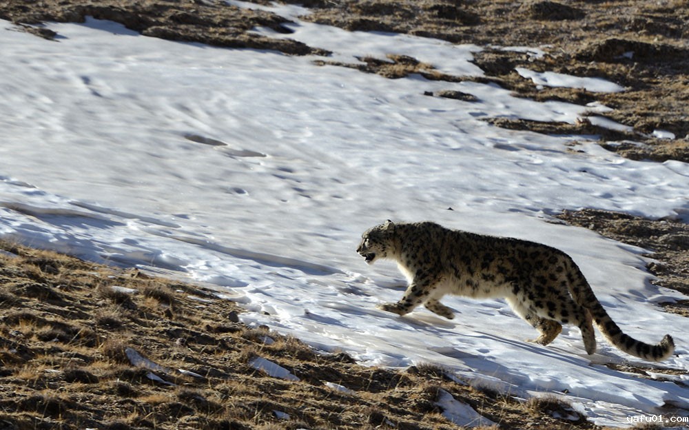 蔡德全-雪峰隐士《雪豹》