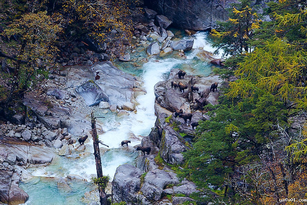 独龙江畔的羚牛-彭建生