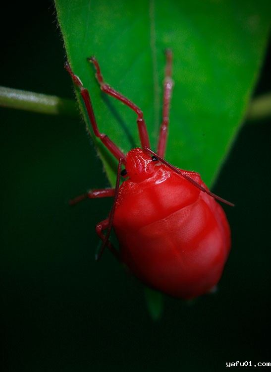 陈正军-贵州蝽-金绿宽盾蝽（若虫）