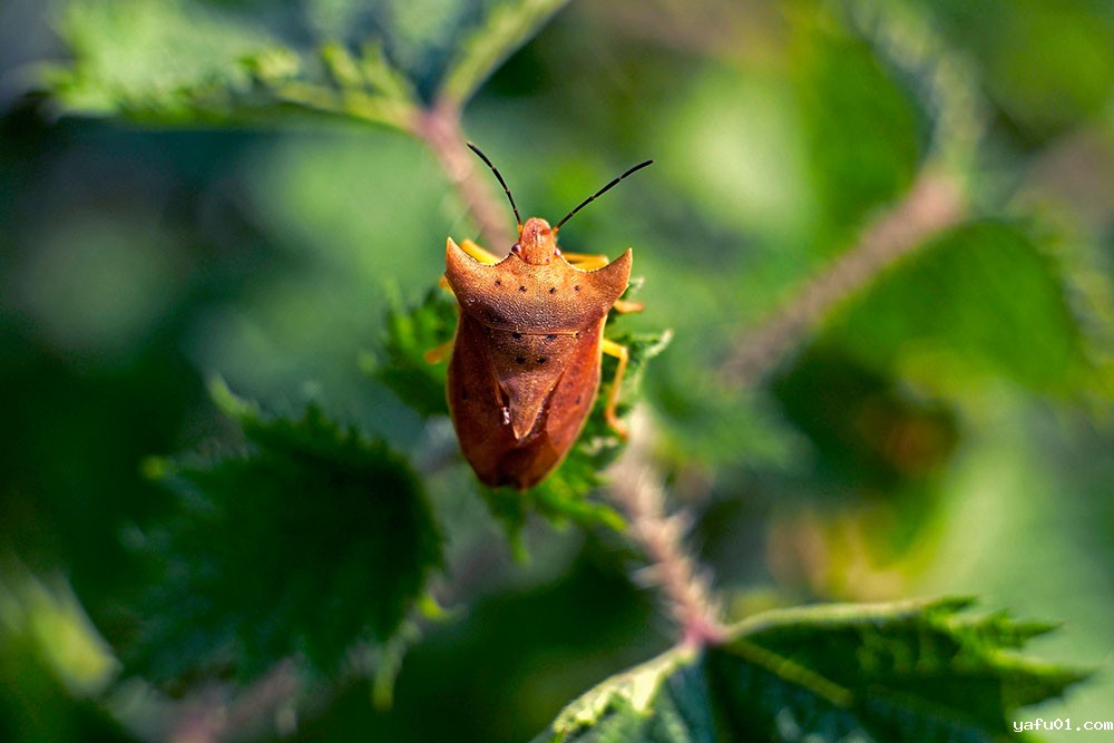 陈正军-贵州蝽-盾 蝽