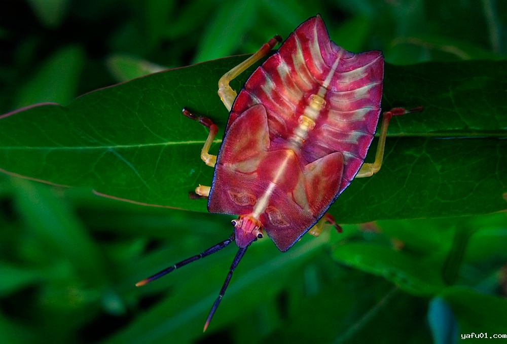 陈正军-贵州蝽-大荔蝽（若虫）