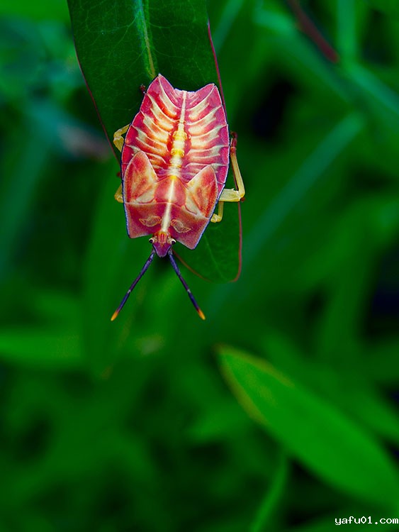 陈正军-贵州蝽  大荔蝽（若虫）02
