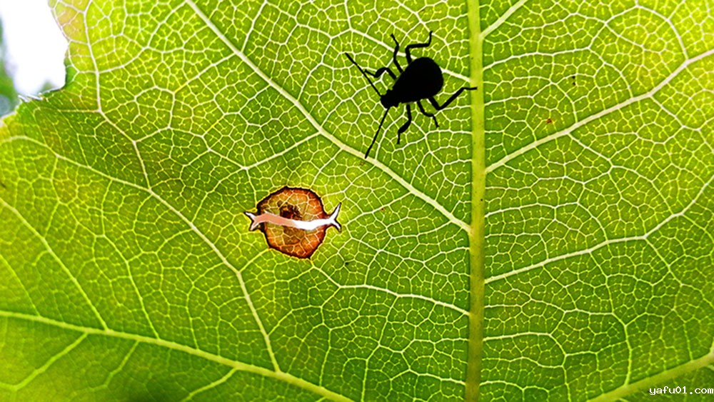 陈正军-贵州蝽  蝽04